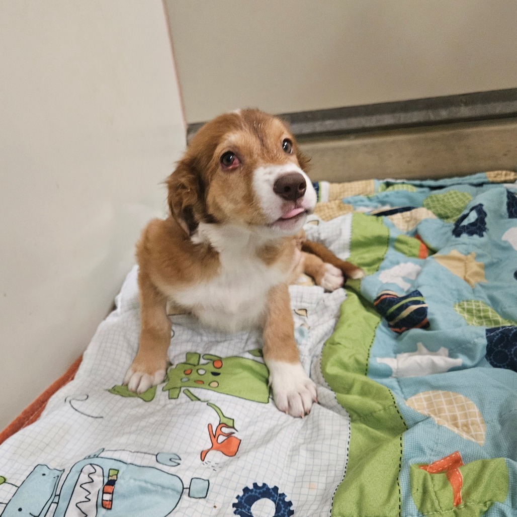 Mars - Adorable Tri-pod Puppy!