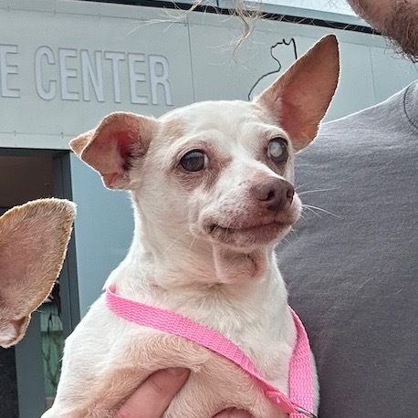 Adopt Marbles