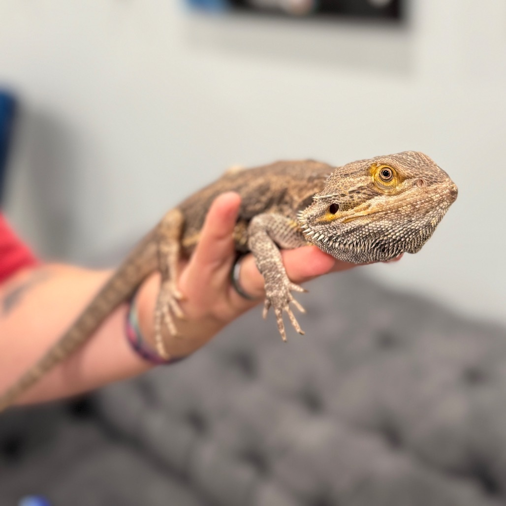 Spyro