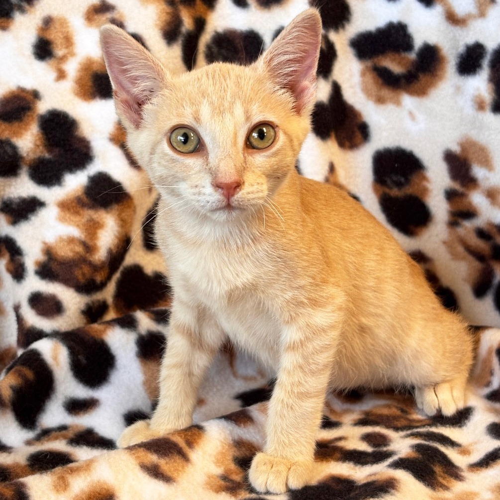 Ocelot