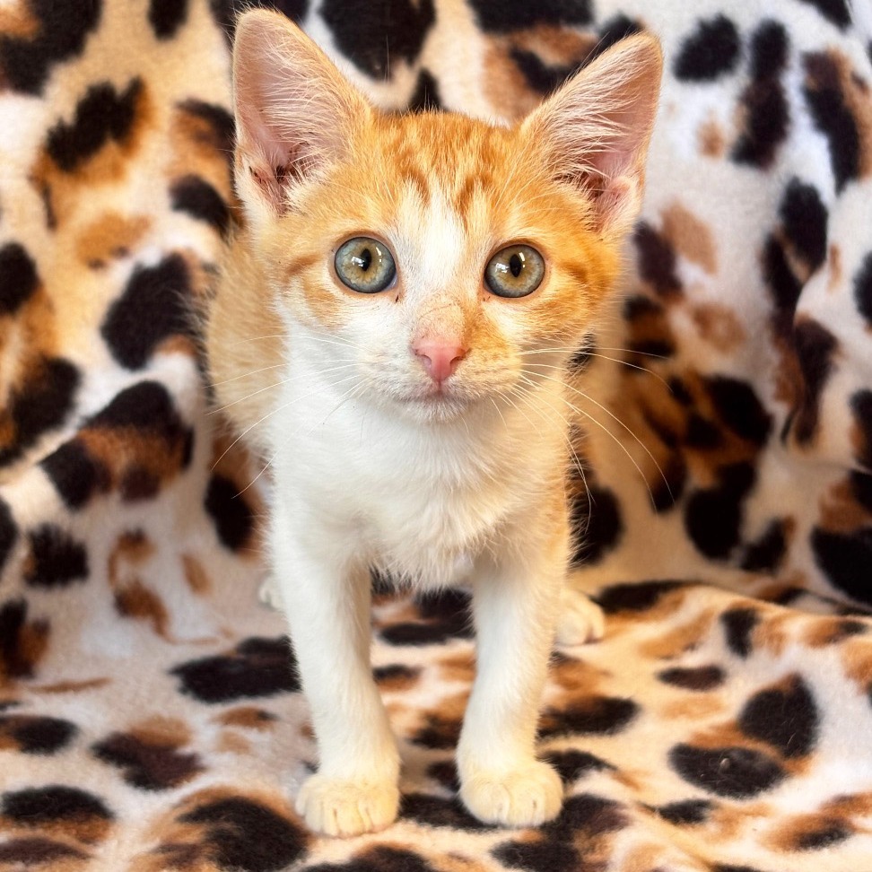 Serval