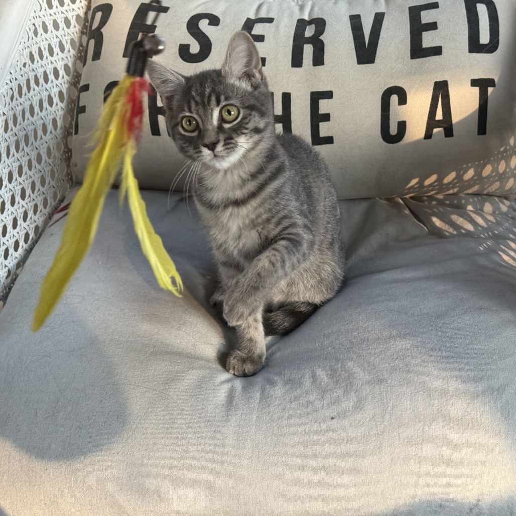 Sequoia, an adoptable Domestic Short Hair in Ashland, OR, 97520 | Photo Image 1