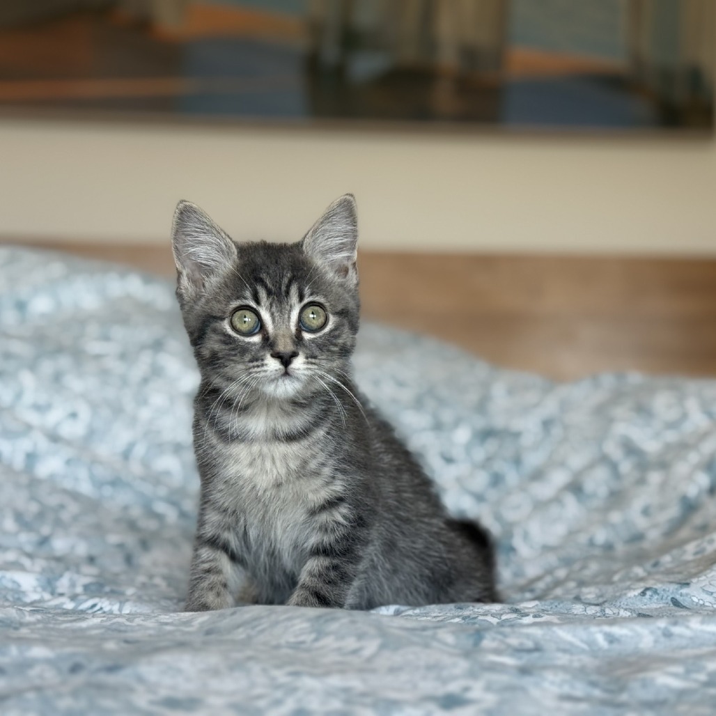Sequoia, an adoptable Domestic Short Hair in Ashland, OR, 97520 | Photo Image 2