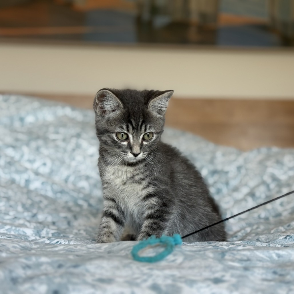 Sequoia, an adoptable Domestic Short Hair in Ashland, OR, 97520 | Photo Image 4
