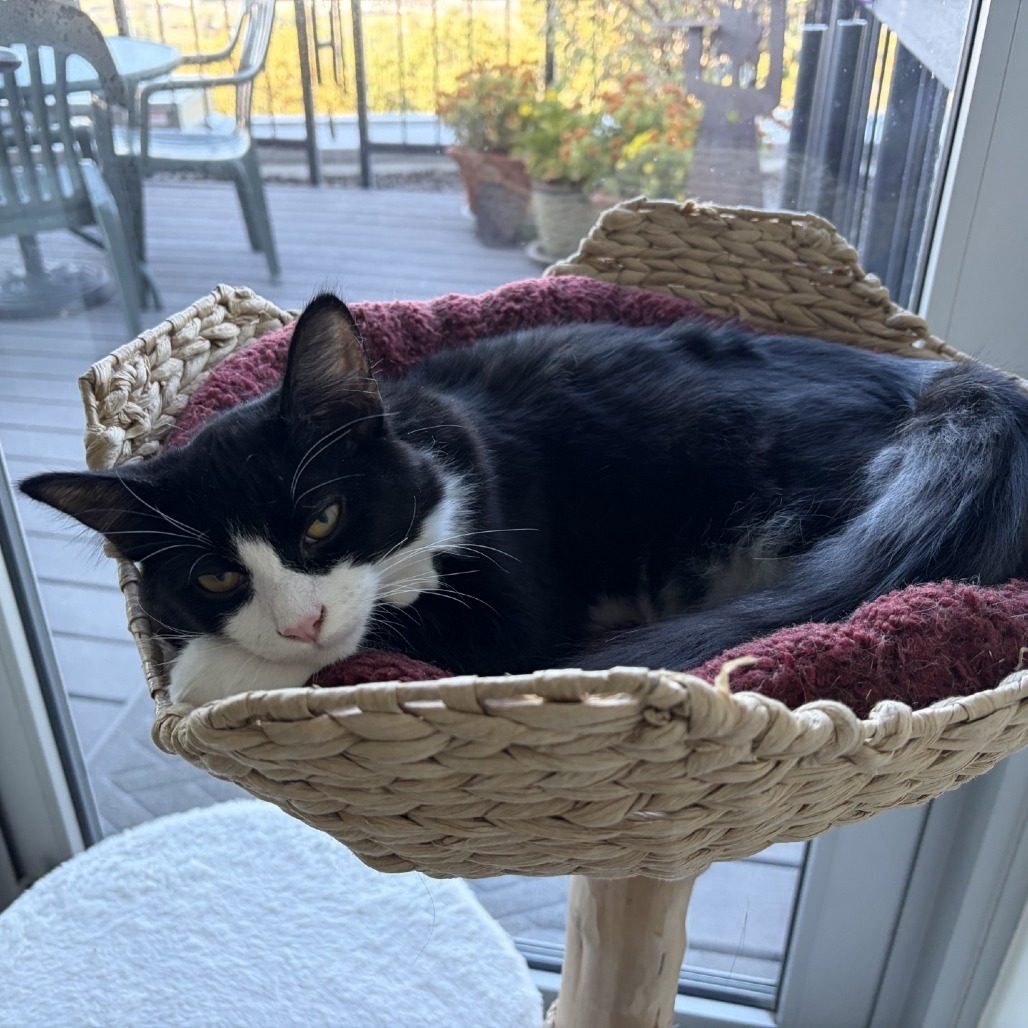 Blaze, an adoptable Domestic Short Hair in Ashland, OR, 97520 | Photo Image 1