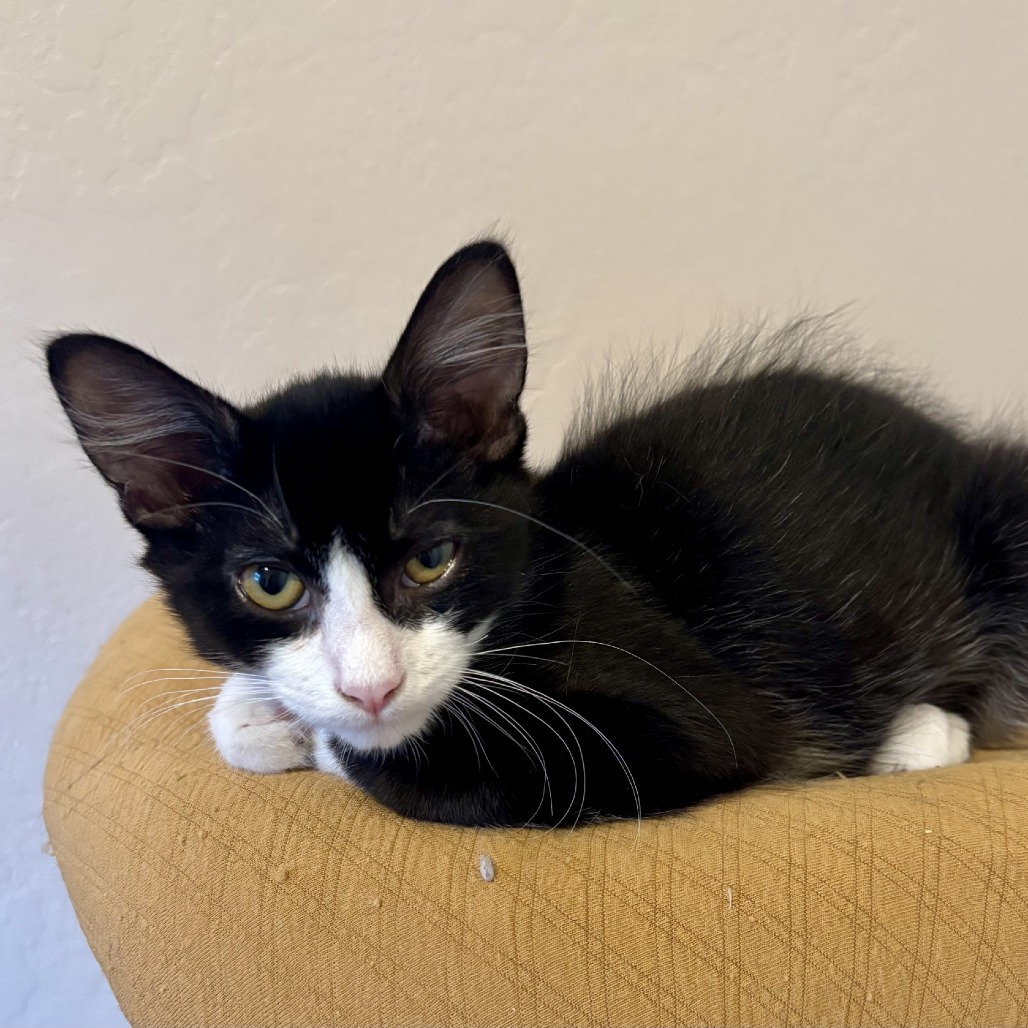 Blaze, an adoptable Domestic Short Hair in Ashland, OR, 97520 | Photo Image 2