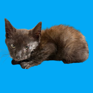 Aiden, an adoptable Domestic Short Hair in Tuscaloosa, AL, 35401 | Photo Image 1
