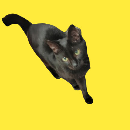 Aiden, an adoptable Domestic Short Hair in Tuscaloosa, AL, 35401 | Photo Image 1