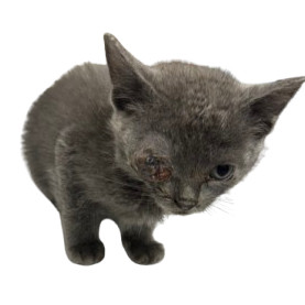 Curly, an adoptable Domestic Short Hair in Tuscaloosa, AL, 35401 | Photo Image 1