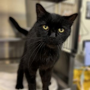 Dexter, Senior Male unknown