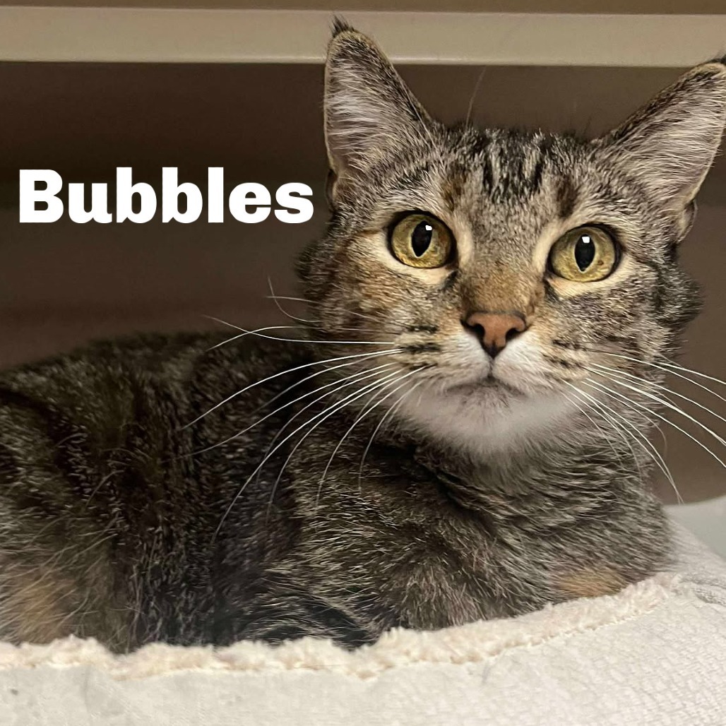 Bubbles 250642, an adoptable Domestic Short Hair in Escanaba, MI, 49829 | Photo Image 1