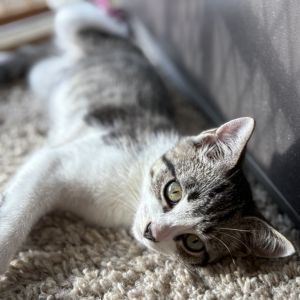 Spaghetti, Baby Male unknown