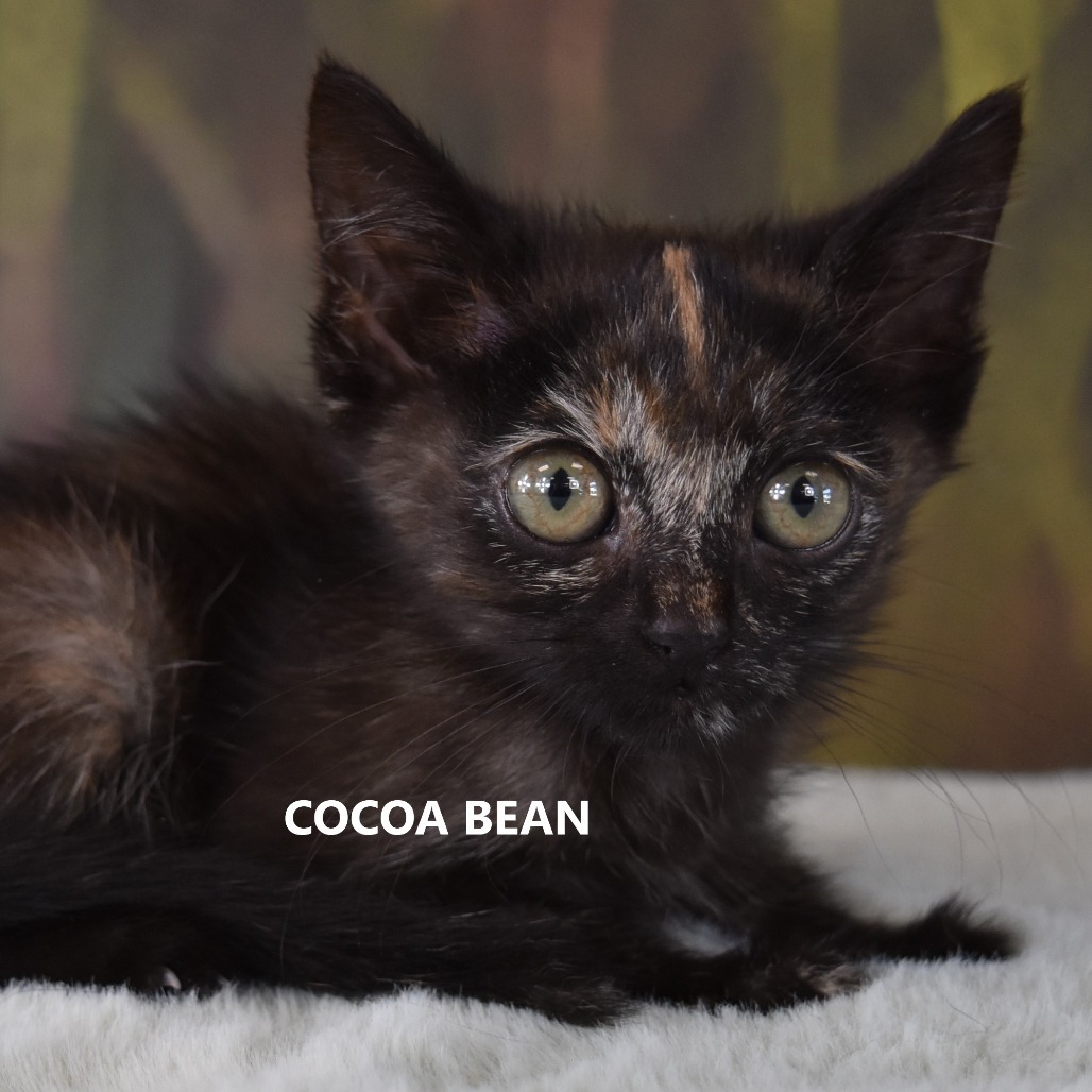 Cocoa Bean, an adoptable Domestic Short Hair in Yuma, AZ, 85365 | Photo Image 1