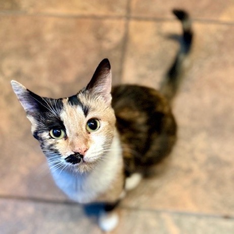Marley, an adoptable Domestic Short Hair in Las Vegas, NV, 89128 | Photo Image 1