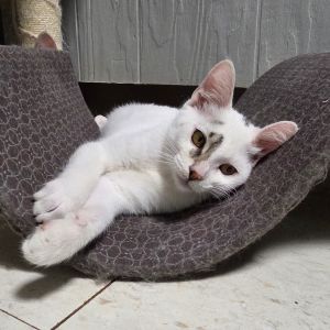 Kitten 4, Baby Female unknown