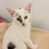 Kitten 4 photo 2