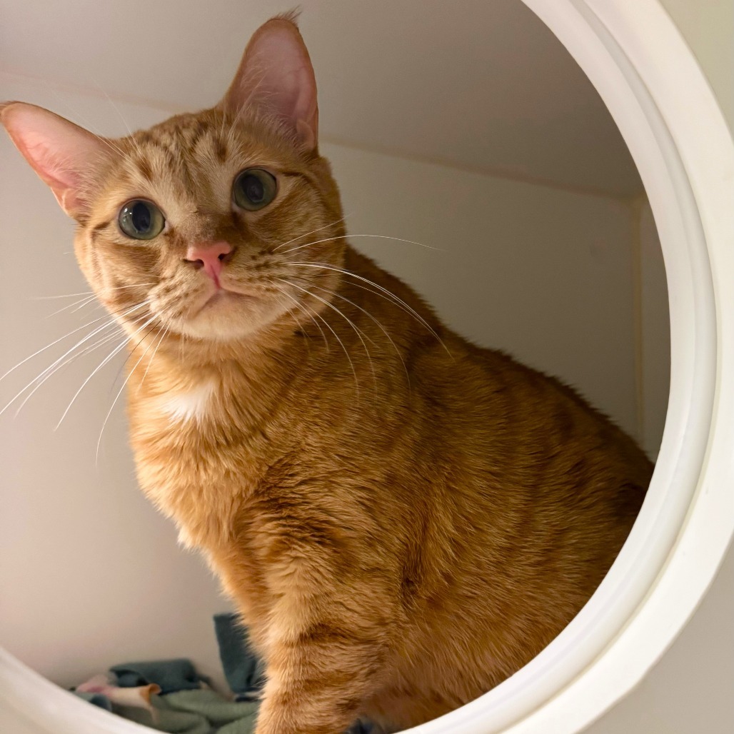 Whiskers