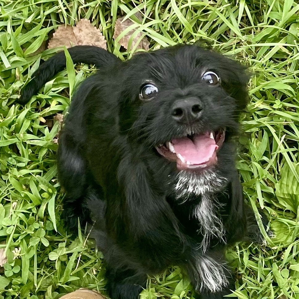 Mertle