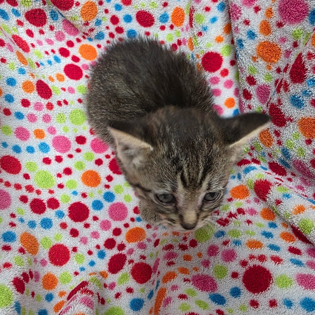 HoneyLemon, an adoptable Domestic Short Hair in Duncan, OK, 73533 | Photo Image 1