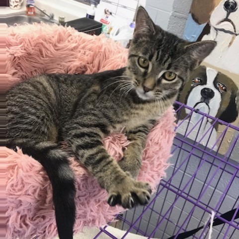 HoneyLemon, an adoptable Domestic Short Hair in Duncan, OK, 73533 | Photo Image 1