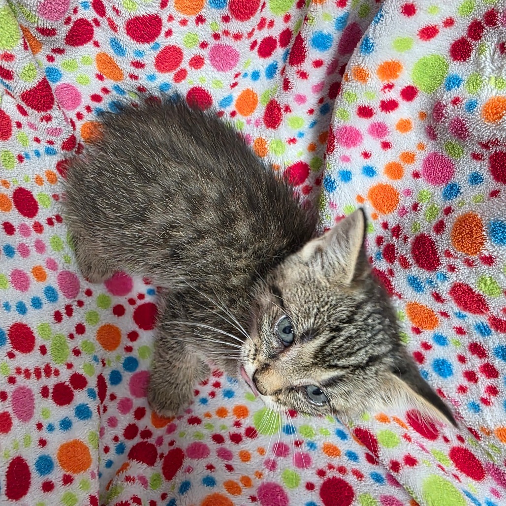Hiro, an adoptable Extra-Toes Cat / Hemingway Polydactyl in Duncan, OK, 73533 | Photo Image 1