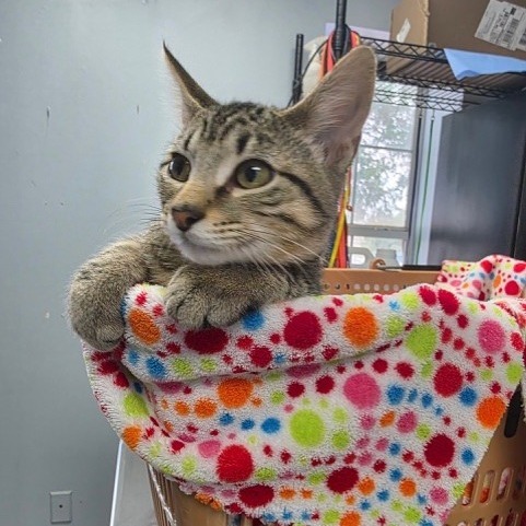 Gogo, an adoptable Domestic Short Hair in Duncan, OK, 73533 | Photo Image 1