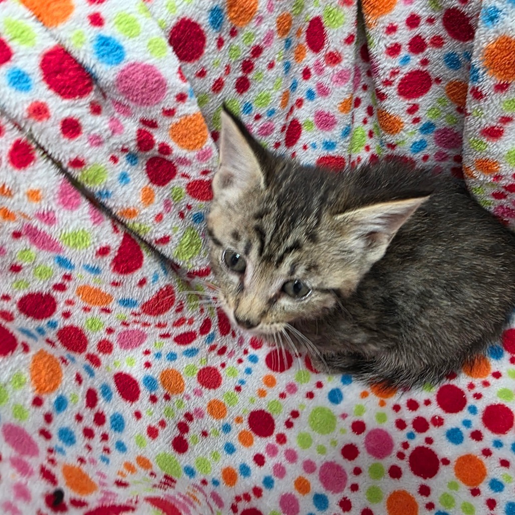 Gogo, an adoptable Domestic Short Hair in Duncan, OK, 73533 | Photo Image 2