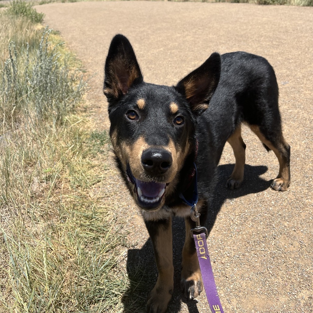 Inari - Needs a Home w/ another Dog! Adopt $50!