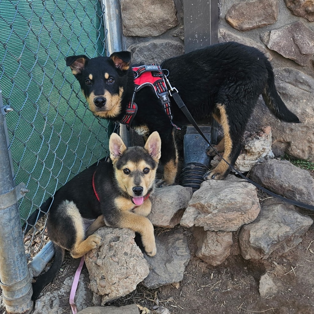 Inari - Needs a Home w/ another Dog! Adopt $50!