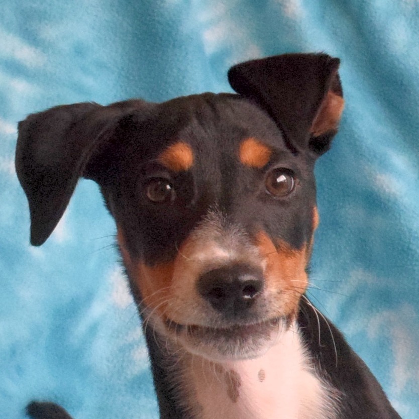 Adopt Thumper
