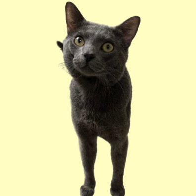 Manchego, an adoptable Domestic Short Hair in Tuscaloosa, AL, 35401 | Photo Image 1