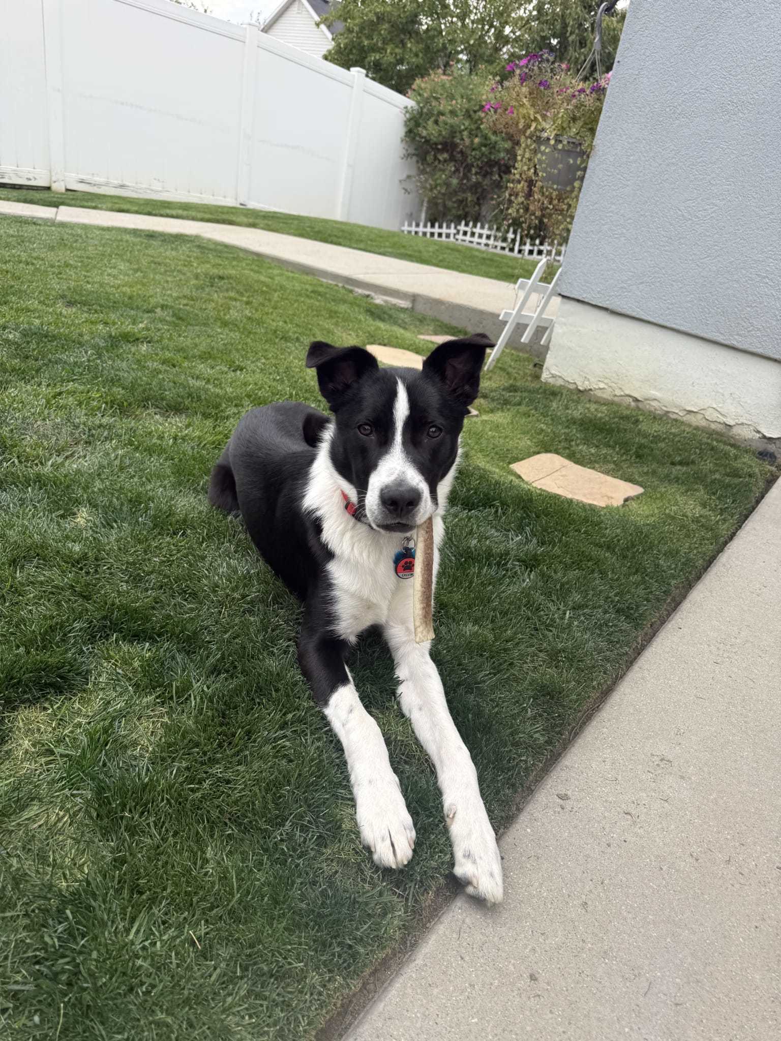 Calvin, an adoptable Border Collie in Draper , UT, 84020 | Photo Image 1