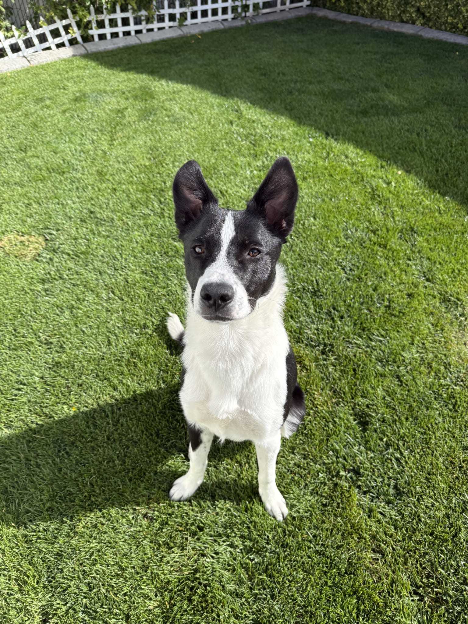 Calvin, an adoptable Border Collie in Draper , UT, 84020 | Photo Image 2