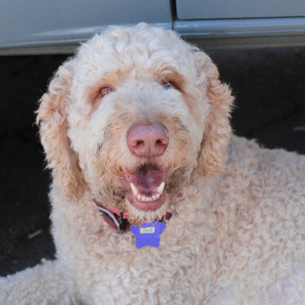 Adopt Noe