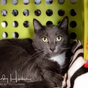 Toby, Adult Male unknown