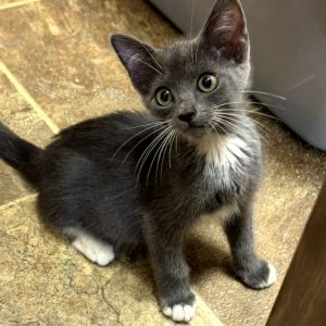 Mittens, Baby Male unknown