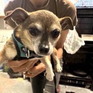 Juju Bean, Senior Male unknown
