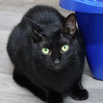 Milo