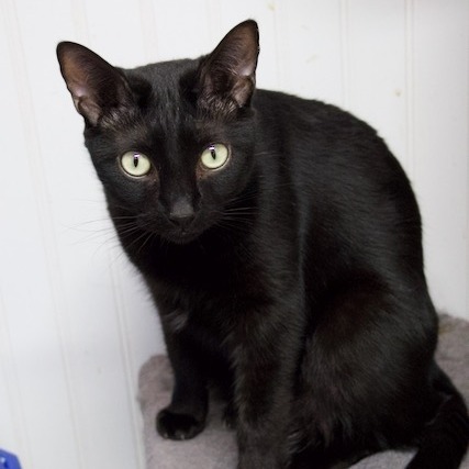 Milo