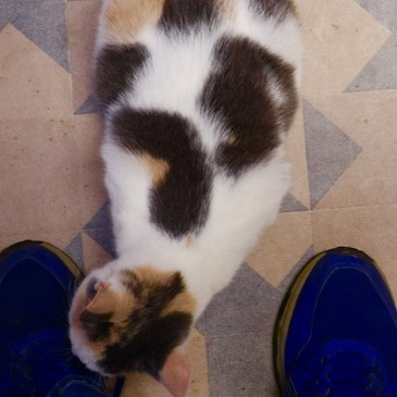 Patches