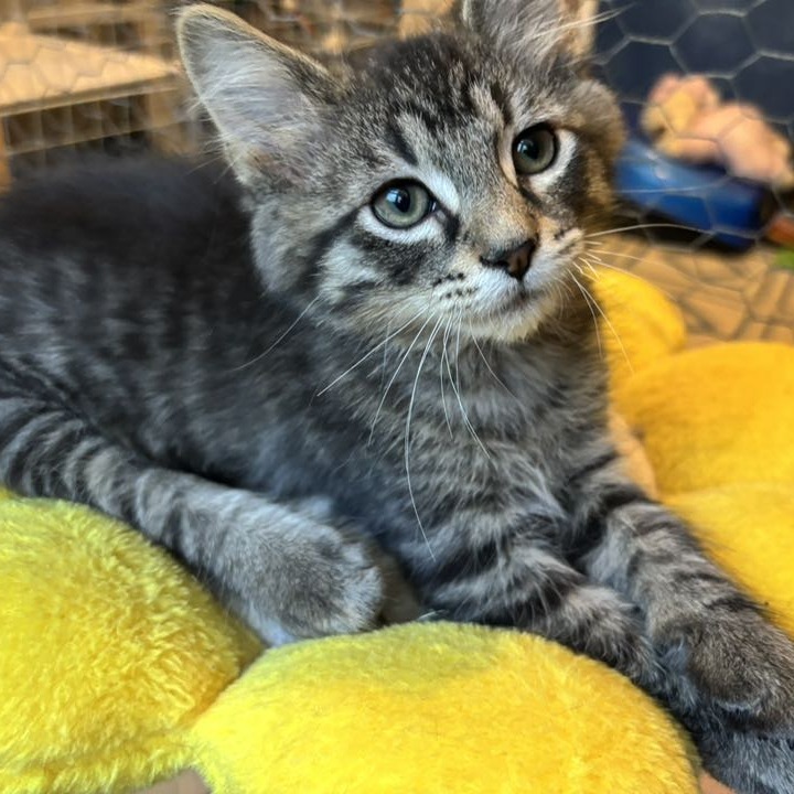 Buster, an adoptable Domestic Medium Hair in Wichita, KS, 67208 | Photo Image 1