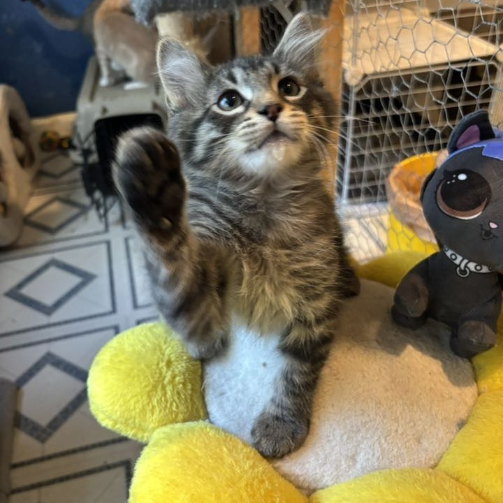 Buster, an adoptable Domestic Medium Hair in Wichita, KS, 67208 | Photo Image 2