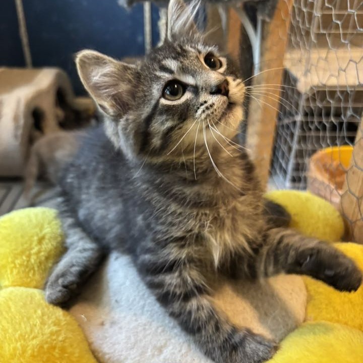 Buster, an adoptable Domestic Medium Hair in Wichita, KS, 67208 | Photo Image 3