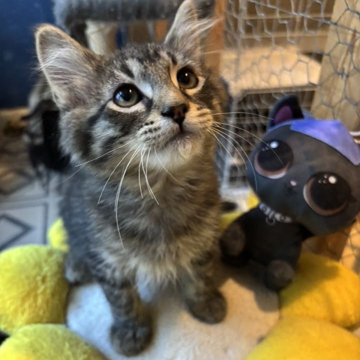 Buster, an adoptable Domestic Medium Hair in Wichita, KS, 67208 | Photo Image 5