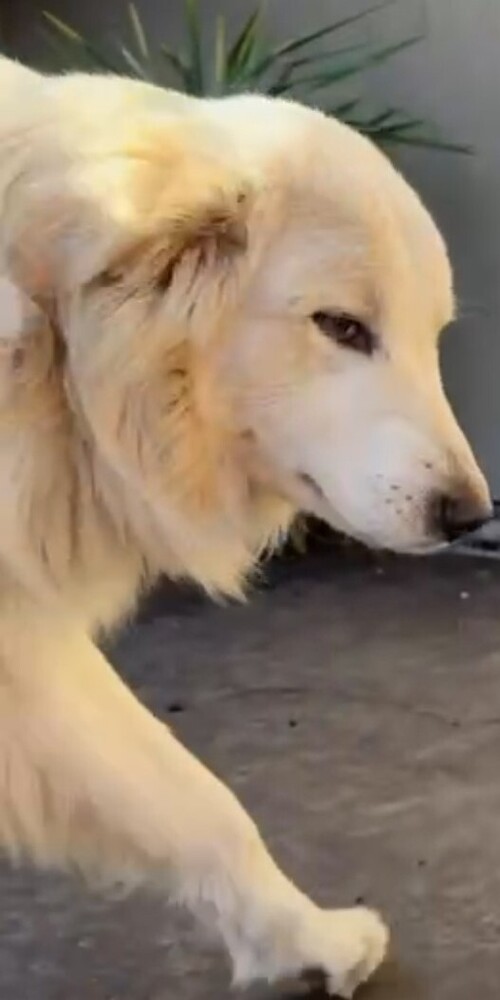 Drako NKA Hugo