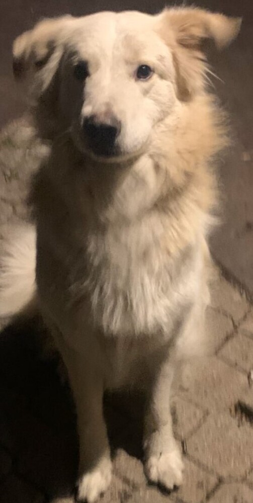 Drako NKA Hugo