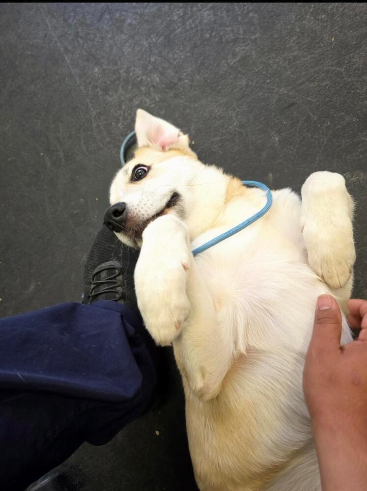 Fluffy