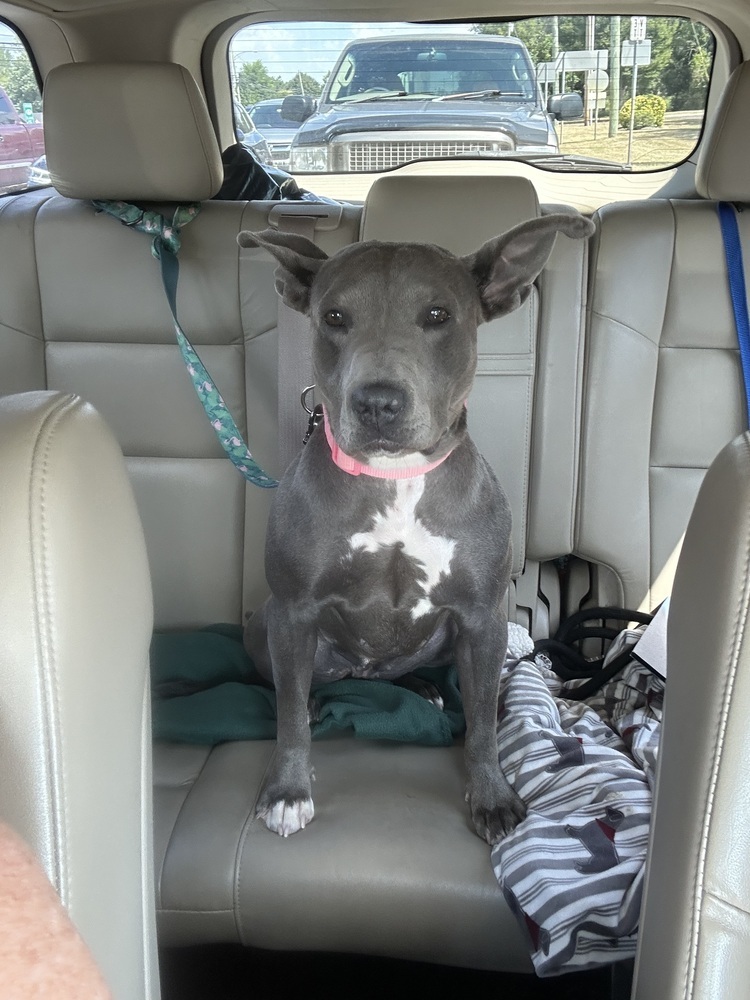Lulu Belle
