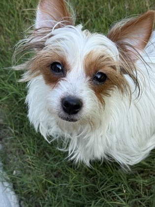 Whitey