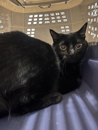 Binx